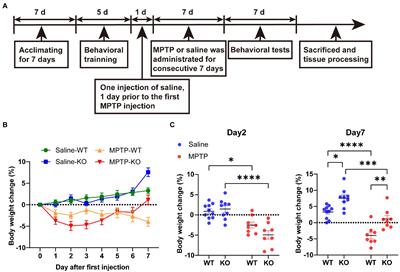 Loss of RAB39B does not alter MPTP-induced Parkinson’s disease-like phenotypes in mice